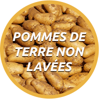 Pommes de terre non lavées