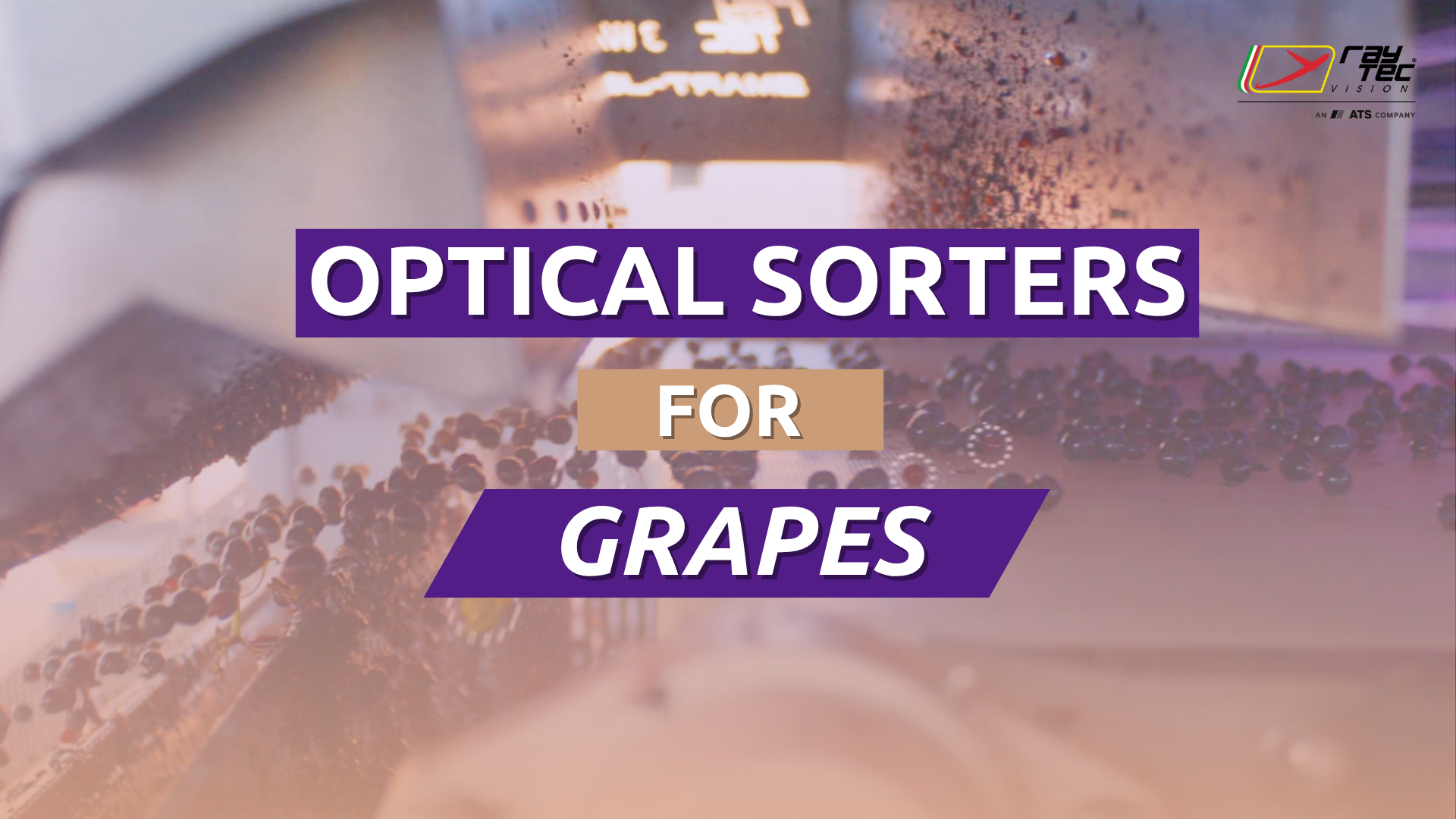 Watch the Raytec Vision grape sorting playlist on YouTube