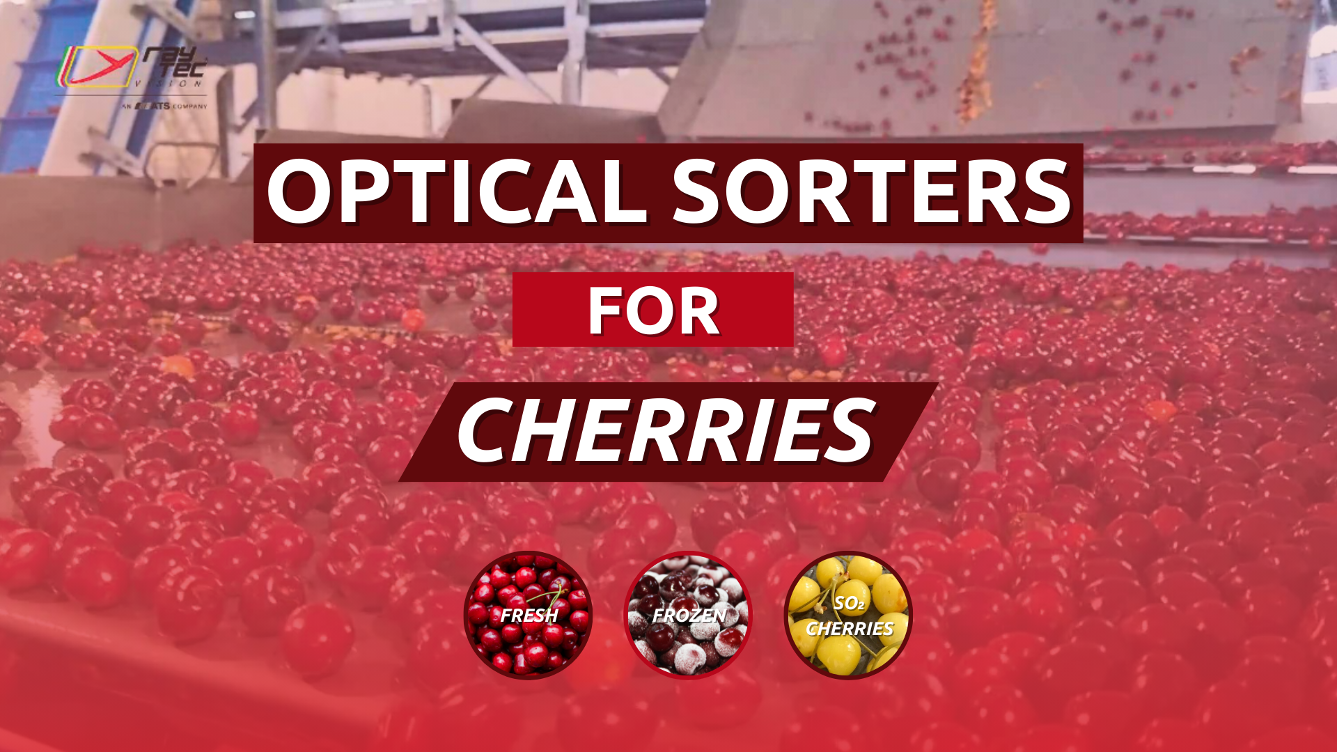 Watch the Raytec Vision cherry sorting playlist on YouTube