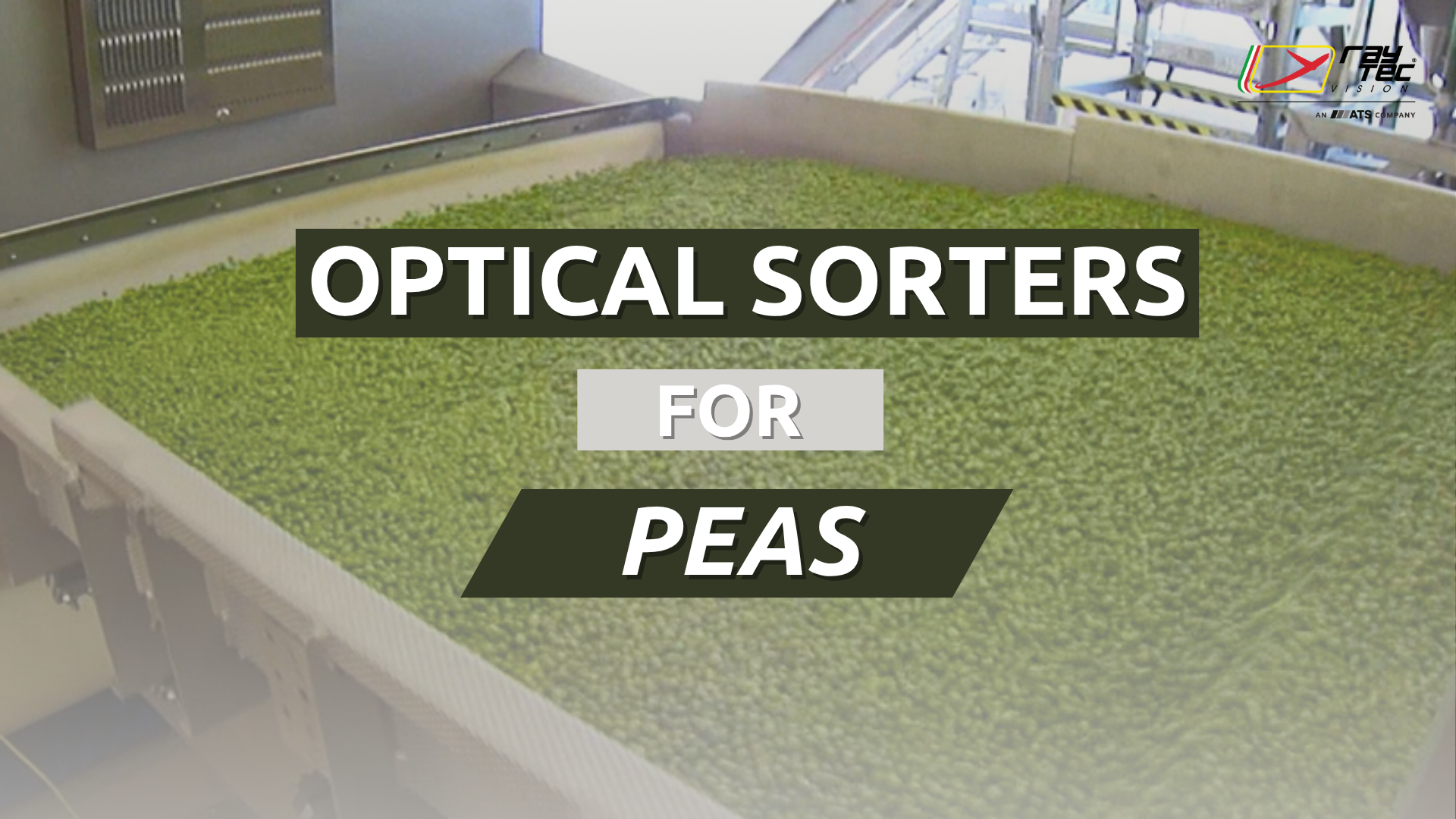 Watch the Raytec Vision pea sorting playlist on YouTube