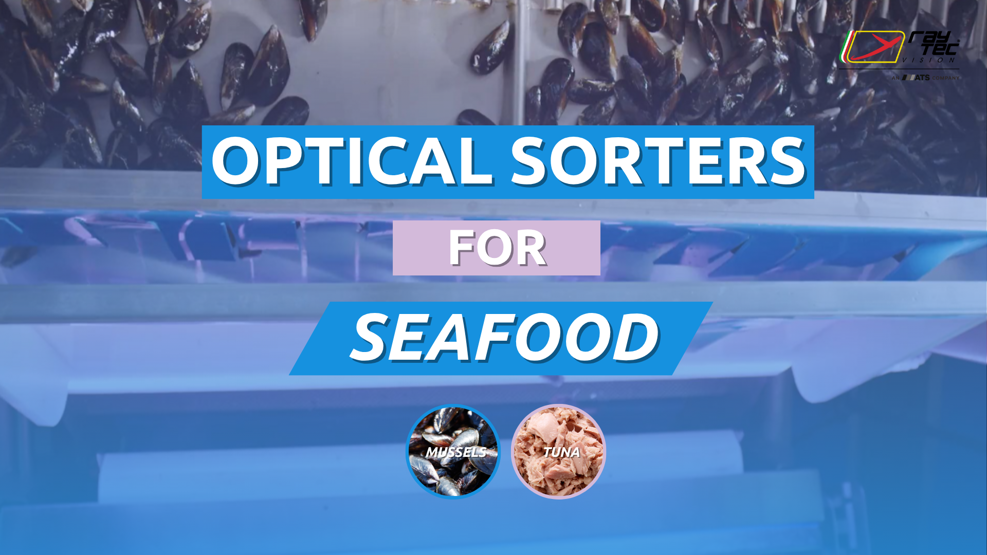 Watch the Raytec Vision seafood sorting playlist on YouTube