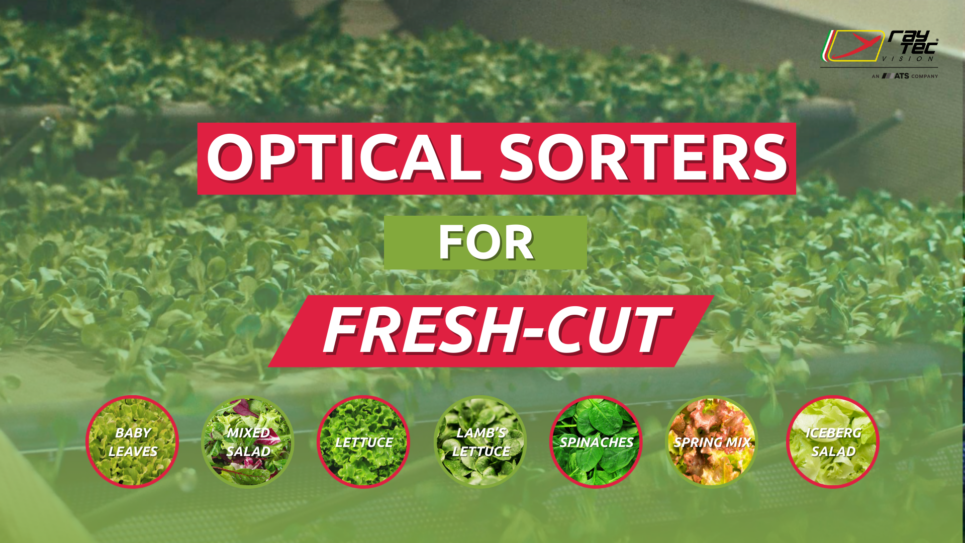 Watch the Raytec Vision leafy greens sorting playlist on YouTube
