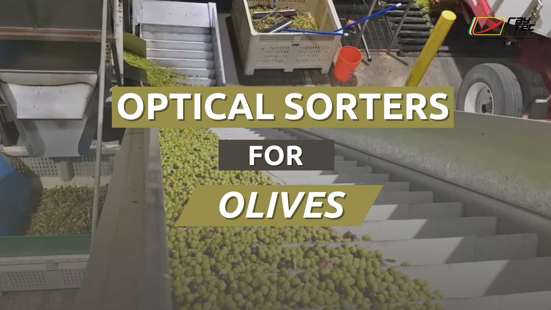 Watch the Raytec Vision olive sorting playlist on YouTube