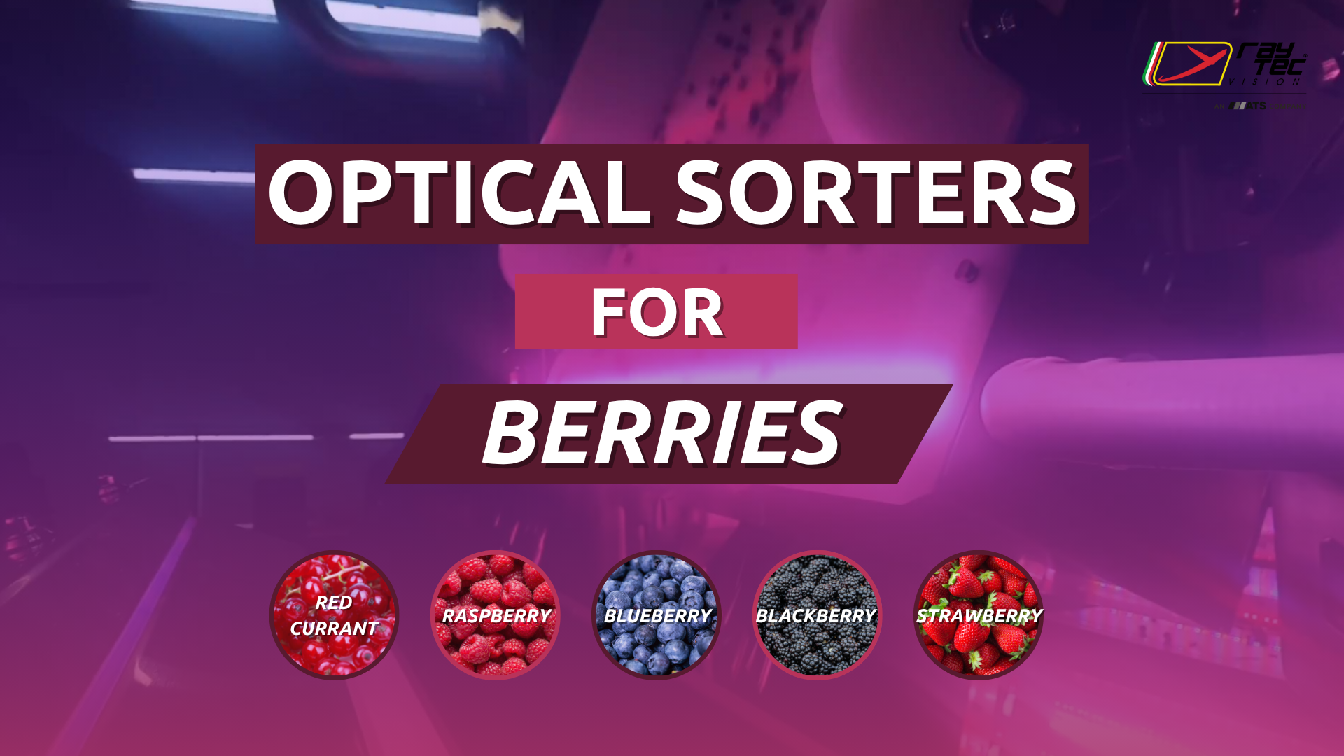 Watch the Raytec Vision berry sorting playlist on YouTube