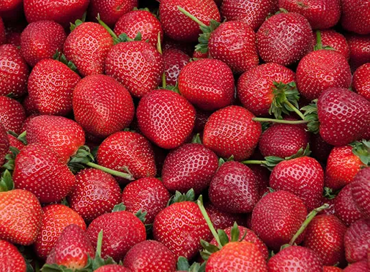 Fruit