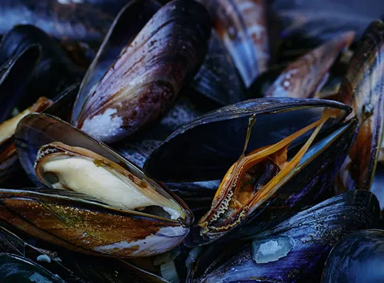 Seafood