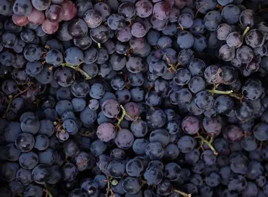 Wine Production